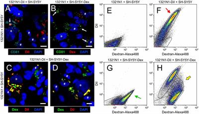 Extracellular Vesicles Secreted by Astroglial Cells Transport Apolipoprotein D to Neurons and Mediate Neuronal Survival Upon Oxidative Stress